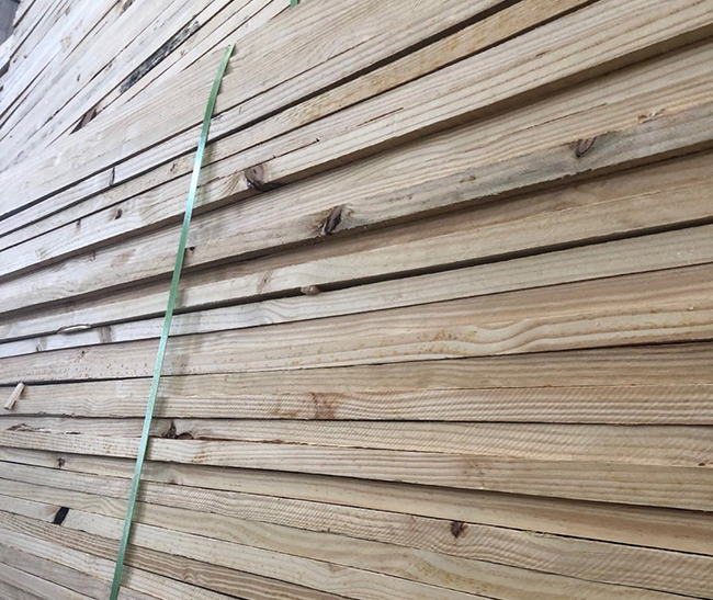 涪城巴西松